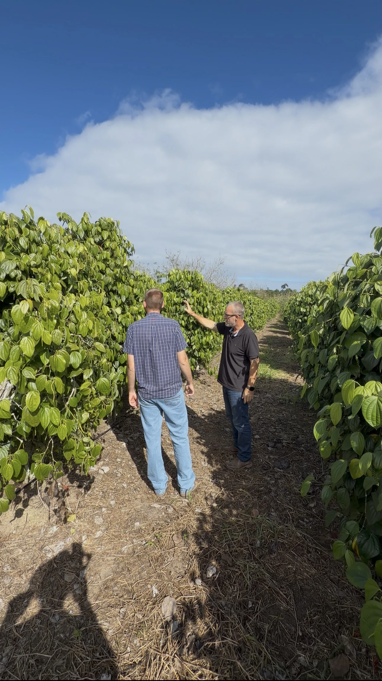 Experiência prática da Erasmo Agro no campo — imagem 23 de 38